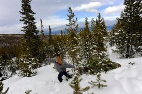 Leaves are falling and Thanksgiving is less than three weeks away, which means the season for cutting your own Christmas tree on public lands is fast approaching.
