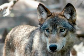 Although they were not old enough to vote on bringing gray wolves back to the state, Colorado middle school students will have a say in the wolf naming process.