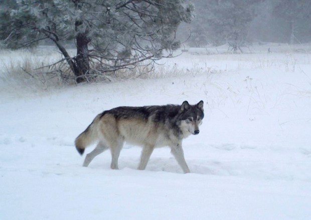 This December 2018 photo provided by the Oregon Department of Fish and Wildlife shows the breeding male of the new Chesnimnus Pack caught on camera during the winter survey on U.S. Forest Service land in northern Wallowa County, Oregon. (Oregon Department of Fish and Wildlife via AP, File)