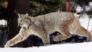 U.S. officials proposed a $31 million recovery plan for Canada lynx on Friday in a bid to help the snow-dependent wildcat species that scientists say could be wiped out in parts of the contiguous U.S. by the end of the century.