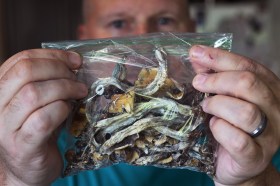 Curious about legal psilocybin therapy in Colorado? Tell us about it.