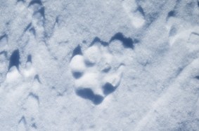 A wolf track is seen in the snow at Don and Kim Gittleston’s ranch