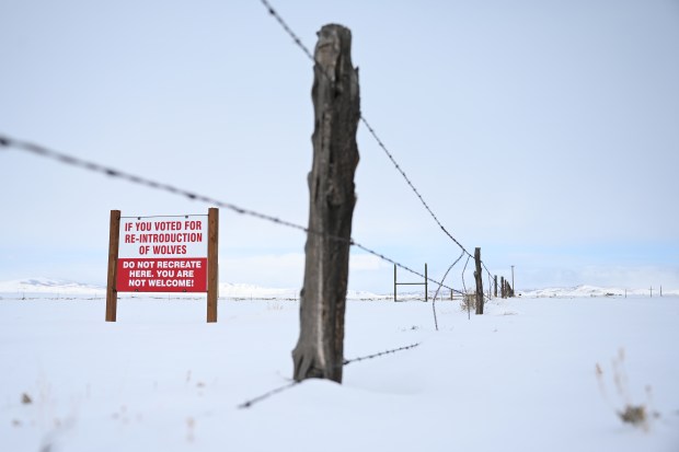 An anti-wolf sign stands in a field on January 25, 2022 outside Walden, Colorado. (Photo by RJ Sangosti/The Denver Post)